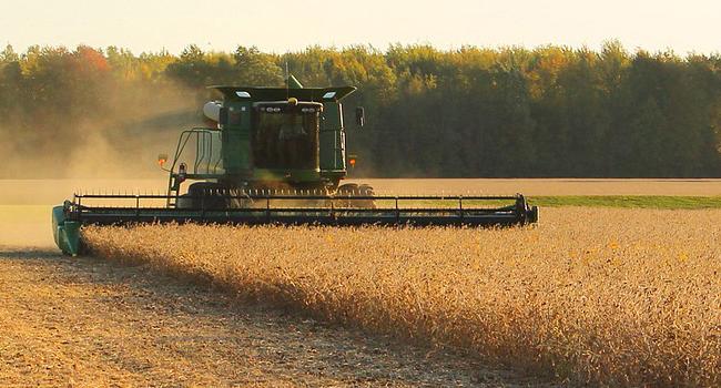 Soybeans being harvested